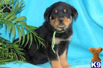 Rottweiler Puppies