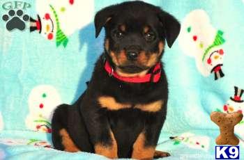 Rottweiler Puppies
