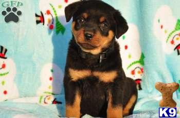 Rottweiler Puppies
