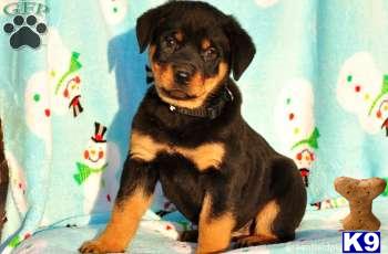 Rottweiler Puppies
