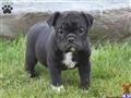 Bulldog
