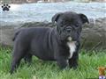 Bulldog