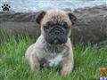 Bulldog