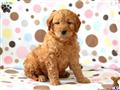 Goldendoodles