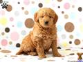 Goldendoodles