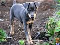 Miniature Pinscher