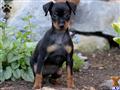 Miniature Pinscher