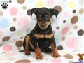 Miniature Pinscher
