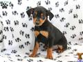Miniature Pinscher