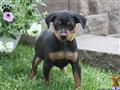 Miniature Pinscher