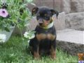 Miniature Pinscher