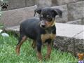Miniature Pinscher