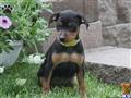 Miniature Pinscher