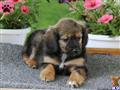 Mixed Breed