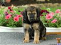 Mixed Breed
