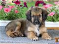 Mixed Breed