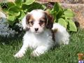 Mixed Breed