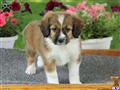 Mixed Breed