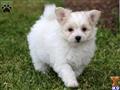 Mixed Breed