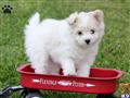 Mixed Breed