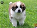 Saint Bernard