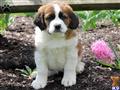 Saint Bernard