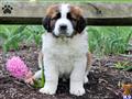 Saint Bernard