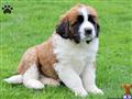 Saint Bernard