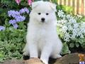 Samoyed