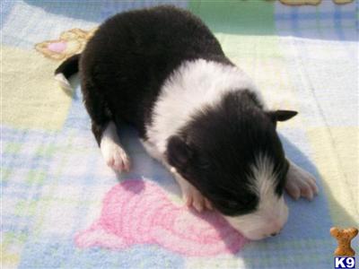Border Collie Puppies for Sale