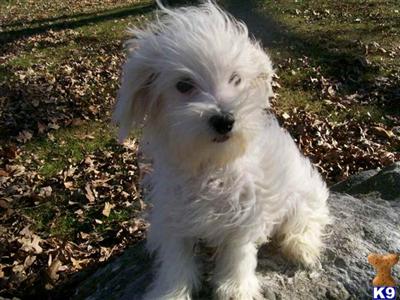 Maltese Puppies for Sale