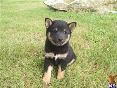 Shiba Inu Puppies for Sale