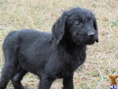 Labradoodle Puppies for Sale