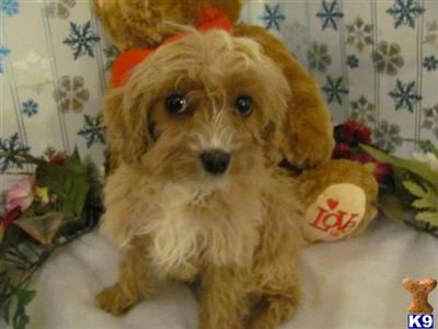 Cockapoos Puppies for Sale