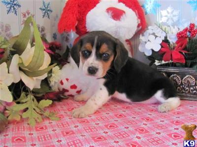 Beagle Puppies for Sale