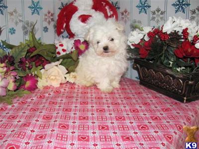 Maltese Puppies for Sale