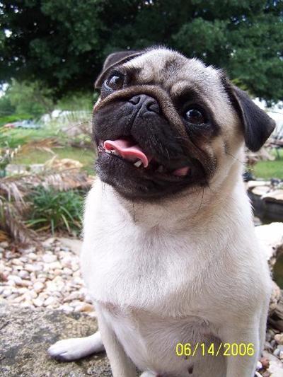 Pug Puppies in FL