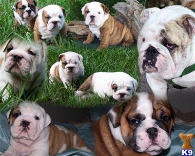 English Bulldog Puppies in FL