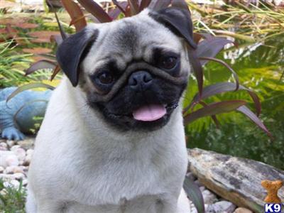 Pug Puppies in FL