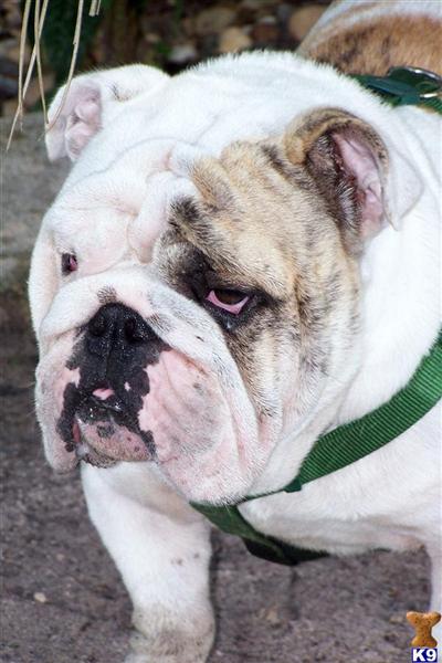 Stud Dogs - English Bulldog