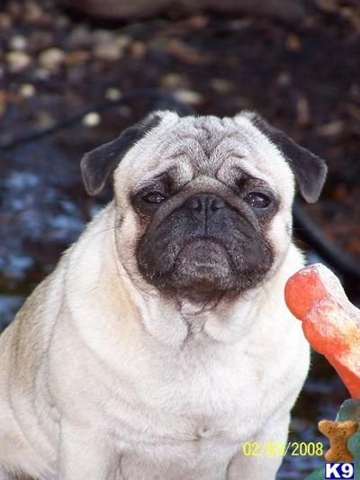 Stud Dogs - Pug