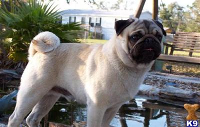 Stud Dogs - Pug