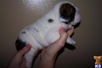 English Bulldog Puppies in FL