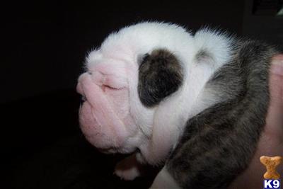 English Bulldog Puppies in FL