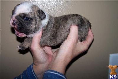 English Bulldog Puppies in FL