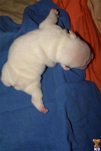English Bulldog Puppies in FL