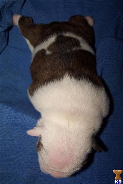 English Bulldog Puppies in FL