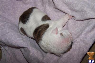 English Bulldog Puppies in FL