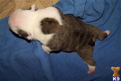English Bulldog Puppies in FL