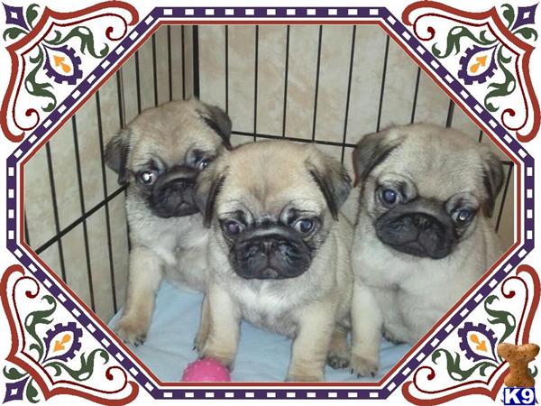 Pug Puppies